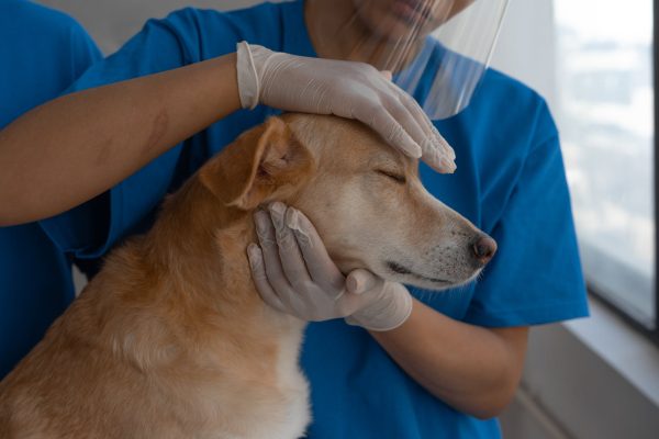 Is Your Pet in Trouble? When and Why You Need to Rush to a Veterinary Emergency Hospital