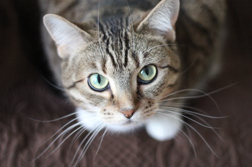 The Nose to Tail Examination: A Summary of Pet Health