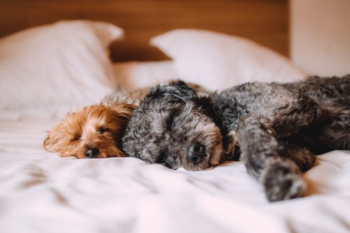 A Comprehensive Guide to Pet Health and Wellness