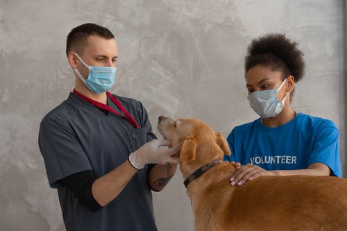 Keeping Your Pet Safe During Summer Heat Waves? Consider These Tips