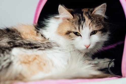 Taking Control of Your Pet’s Health: The Role of Blood Tests
