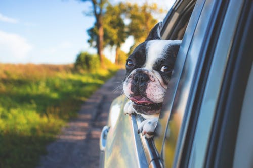 Top 8 Procedures in Surgical Care for Horses & Other Pets