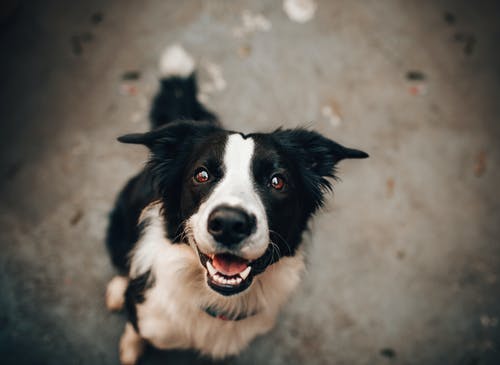 When is the Best Time to Start Grooming Your Pet? Age-Appropriate Guidelines to Establish a Grooming Routine From Day One