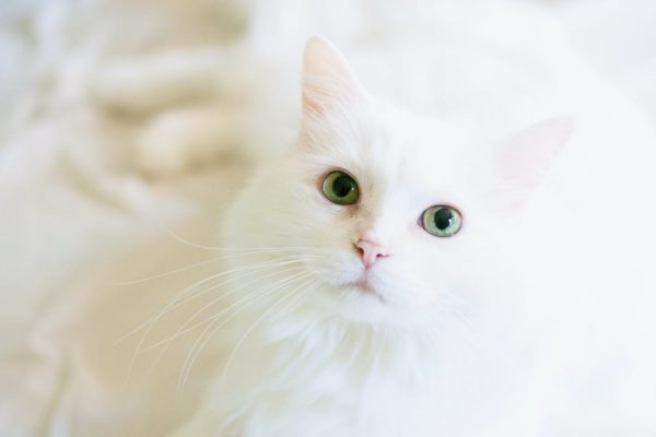 When Is the Right Time to Start Vaccinating My Kitten?