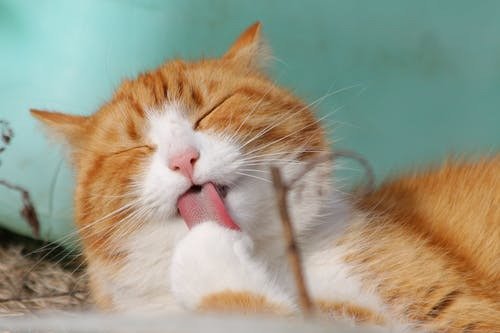 What Should You Expect During Veterinary Surgery?