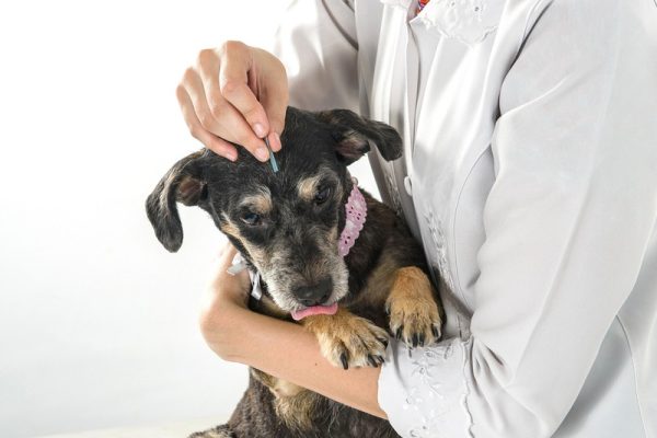 How Does Acupuncture Benefit My Pet When It Comes to Pain?