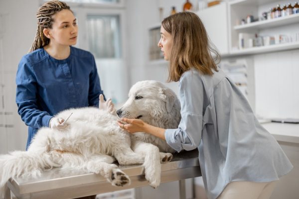 When Is the Right Time to Refer Your Pet to an Internal Medicine Vet?
