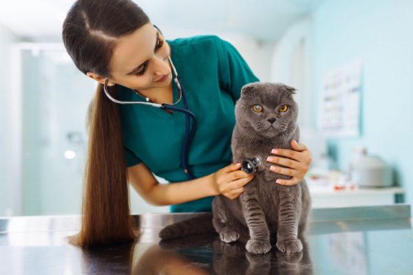 Why Opt for Preventive Pet Surgery?