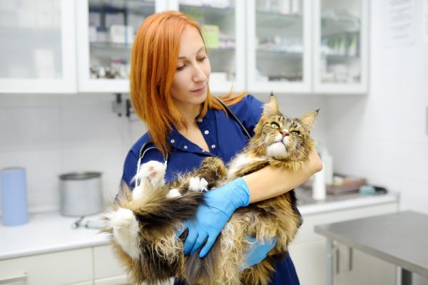 Why Choose Laser Treatment for Your Pet’s Recovery?