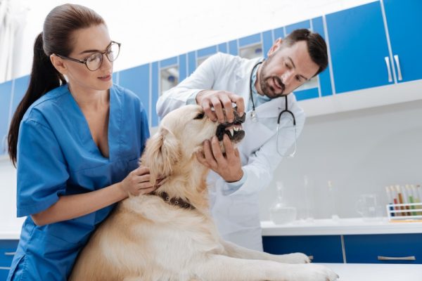 How Does Emergency Vet Care Differ for Cats and Dogs?