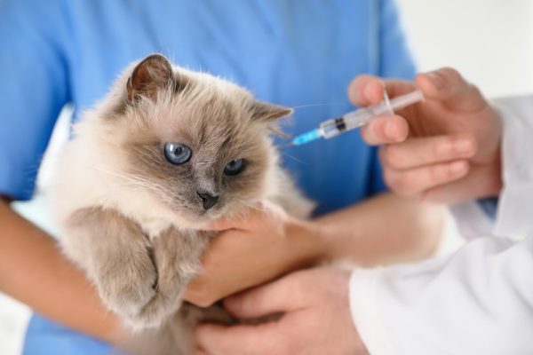 How to Spot Adverse Reactions From Pet Vaccines?
