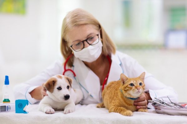 What to Look for in a Puppy and Kitten Veterinarian?