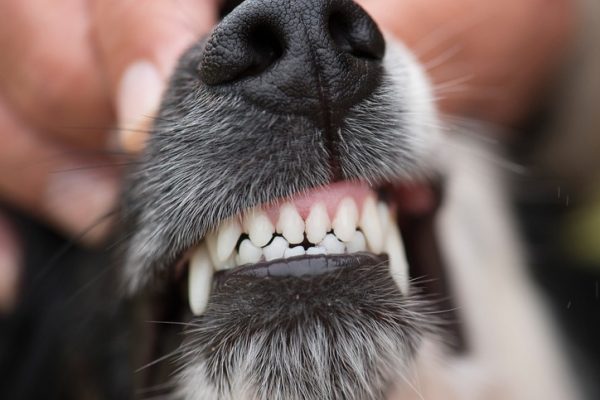 Which Pets Are at Higher Risk for Dental Issues?