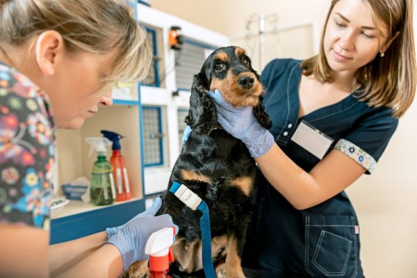 What Types of Surgeries Are Safe for Puppies and Kittens?