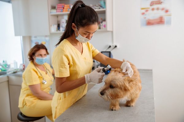 How Do Vet CT Scans Improve Surgical Outcomes for Pets?