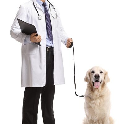 How Can Regular Vet Check-Ups Prevent Pet Health Issues?