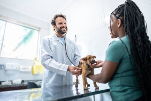 How Are Emergencies Handled at Comprehensive Animal Hospitals?
