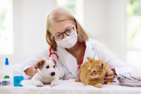 Why Are Pet Check-Ups Important for Your Pet?