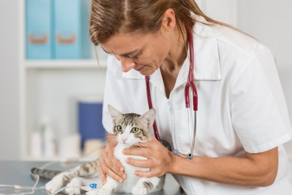 Steps When a Pet Is Referred From a Vet Internist to a Surgeon?
