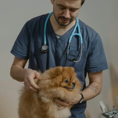 How Do Allergies Impact a Pet’s Playful Behavior?