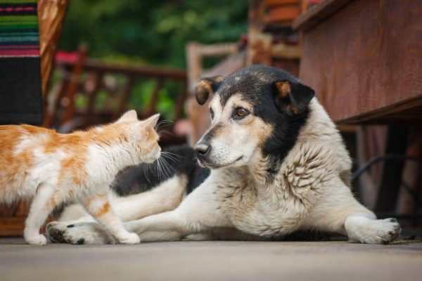 What to Do If Your Pet Breaks a Tooth?