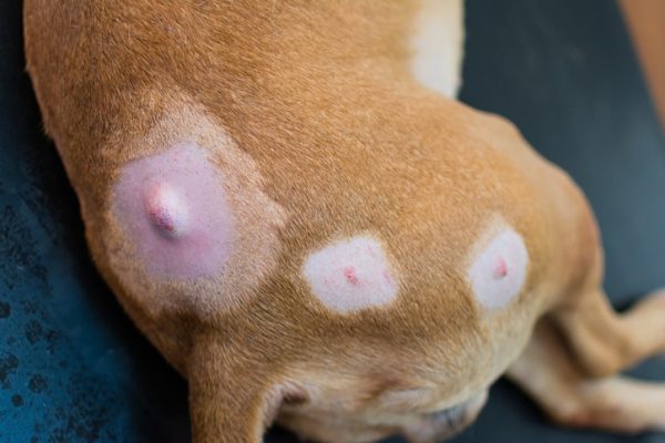 What Are Common Types of Pet Lumps Found During Grooming?