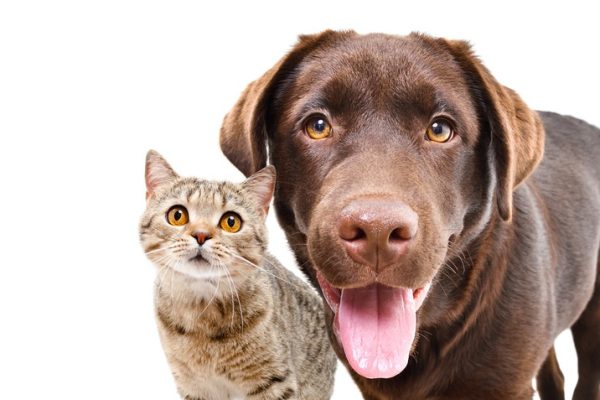What Are the Long-term Health Benefits of Spaying and Neutering