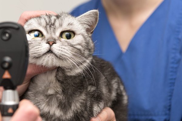 Why Is Specialized Animal Eye Care Important, and How Can I Access It?