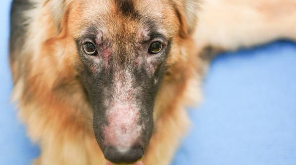Chronic Skin Conditions in Pets: Long-Term Management Techniques